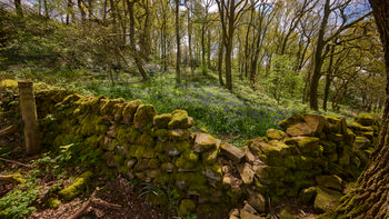Dry stone wall bluebells bright This landscape photograph captures a forest scene in the late morning during springtime, featuring a dry stone wall in the foreground. The dry stone wall is covered in bright green moss and is partially broken, allowing a view into the forest beyond. Bluebells carpet the ground beneath the trees, creating a vivid blue and green contrast that typifies spring woodland. Sunlight filters through the canopy of the trees, illuminating patches of the forest floor and highlighting the newly emerged leaves. The image focuses on the natural beauty of the dry stone wall and the surrounding forest, emphasizing the interplay of light, color, and the lush growth in this wooded environment.